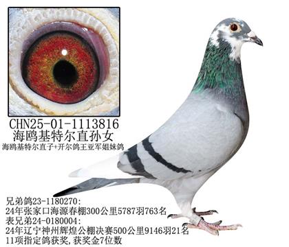 海鸥基特尔直孙女-16