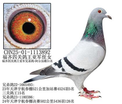 福齐四关鸽王亚军侄女-18