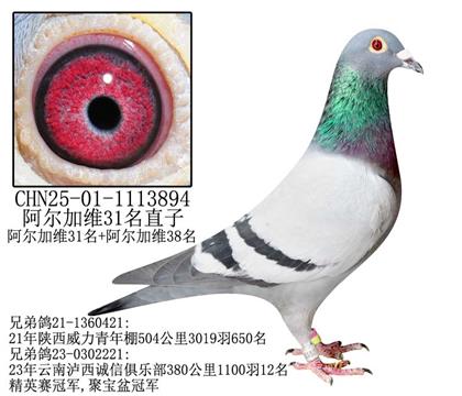 阿尔加维31名直子-19