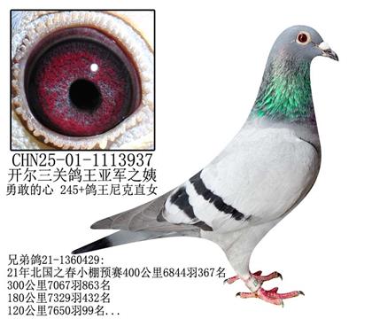 开尔三关鸽王亚军之姨-21