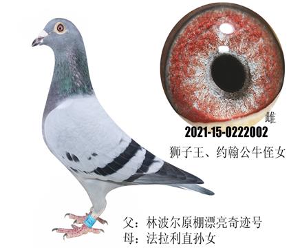 ֲԭƯE̖(ho)ֱŮ{ֶŮ피(j)