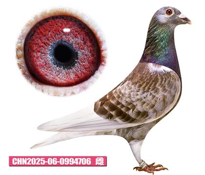 范登布克-基特爾公主706