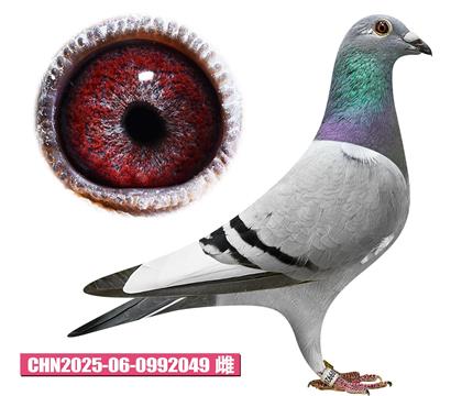 尼麥斯-克拉克公主049