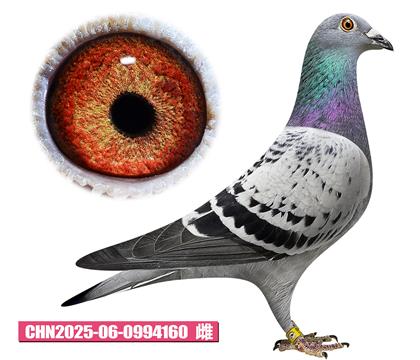 考夫曼-小迪佳人160