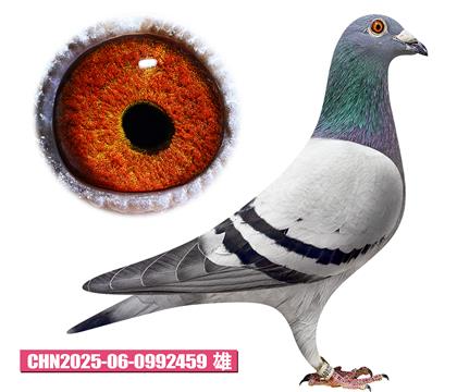 蓋比-閃電先生459