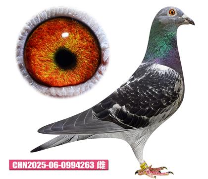 佛卡門-潘特公主263