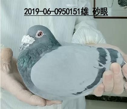 d19_(ki)(chung)܊ͬƽ݅151