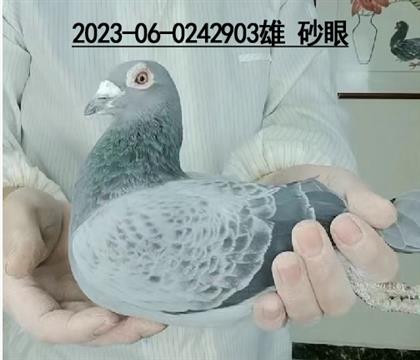 d¡:_(ki)(chung)܊903