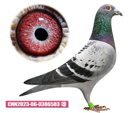 利奧-奧林匹克583