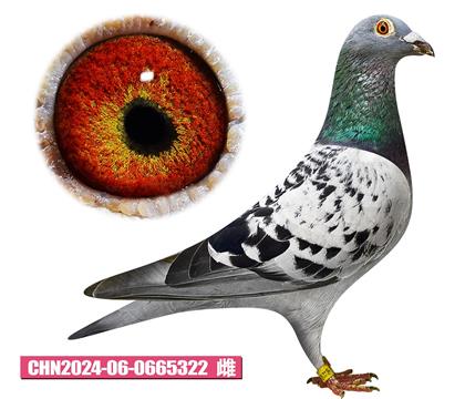 考夫曼-艾瑪文佳人322