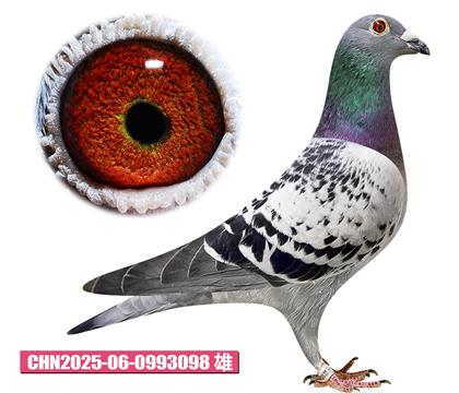 胡曼斯-哈利王子098