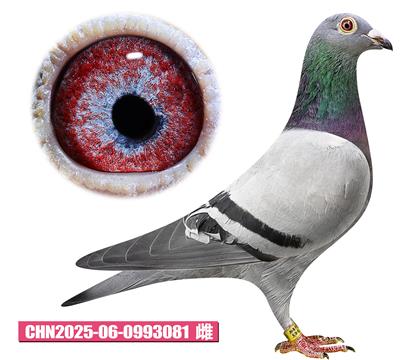 范登布克-漂亮基特爾081