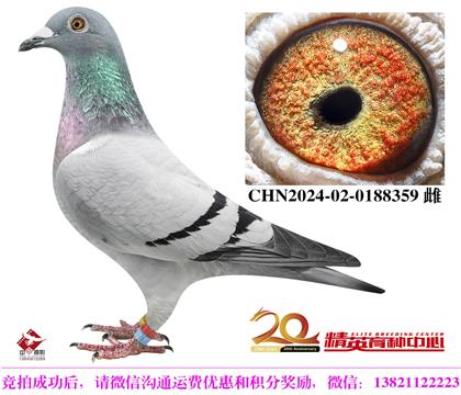 奶酪世界銘鴿“098”直子配“240”直女