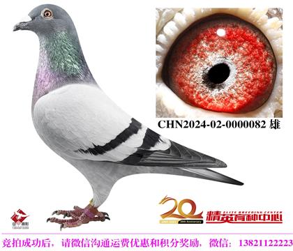 蓋比世界銘鴿“閃電號“近親回血