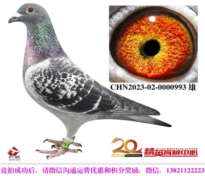 世界銘鴿”最佳基特爾“高代近親