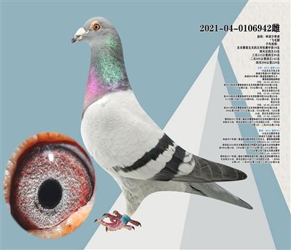 林波爾奇跡X飛毛腿