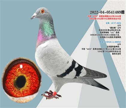 德拉帕公牛X百鴿園特留種鴿