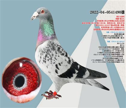 鴿王七孫代X葛思頓范德瓦爾