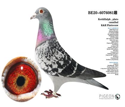 普拉圖戰(zhàn)隊 科特X拉夫.普拉圖 食人族