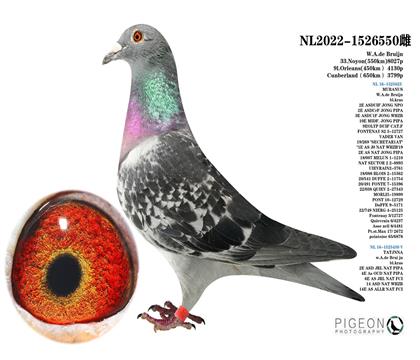 天王星X塔塔娜 威廉.狄布恩原舍