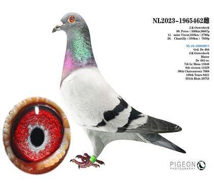 楊歐瓦克 483雙重回血