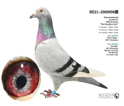 桑杰士“狼狗號”后代 “晚生湯姆”曾孫代