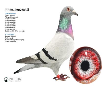 威力.艾佛拉特原舍 桑杰士血系