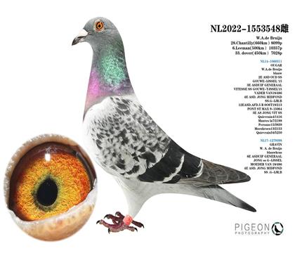 美洲豹X維斯克之女 威廉.狄布恩原舍