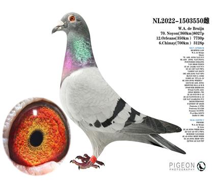 墨菲定律X鳳凰號 威廉.狄布恩原舍