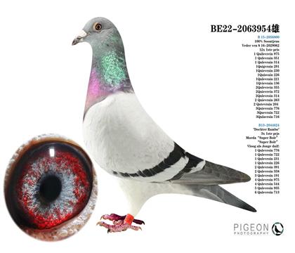 超級種雄喬司X藍波直女 桑杰士