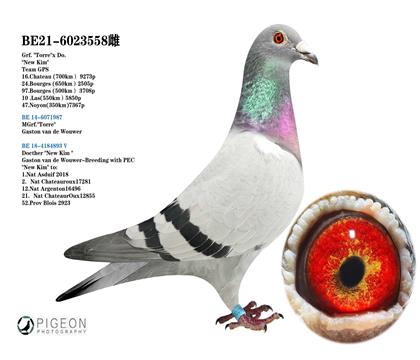 葛思頓.范德瓦爾回血