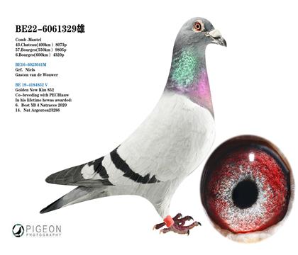 葛思頓.范德瓦爾 奶酪240后代 奶酪新金姆后代