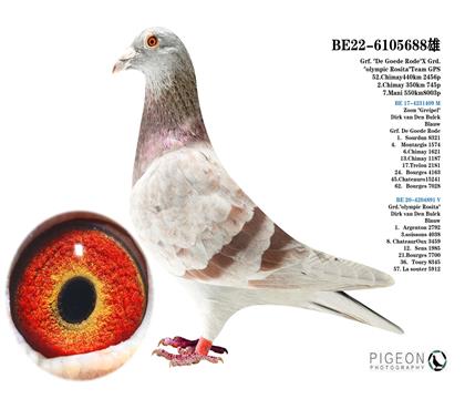 迪克.范登布克 “好紅號”后代