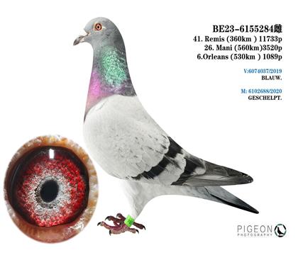 迪克.范戴克 所向無敵 小楊孫代