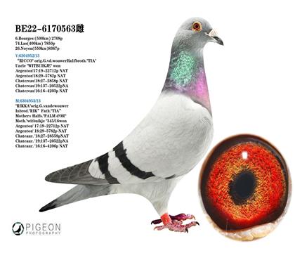 葛思頓.范德瓦爾回血