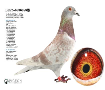 迪克.范登布克 “基特爾”血系