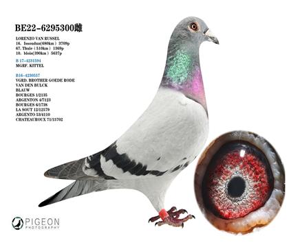 迪克.范登布克 “基特爾”后代