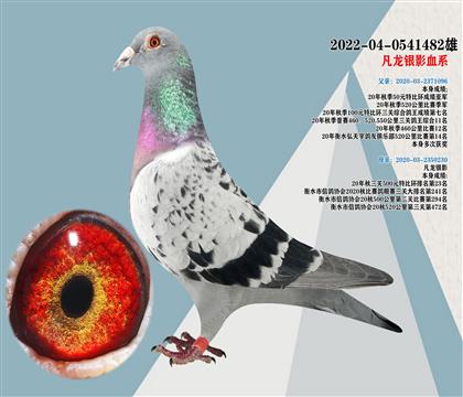 凡龍銀影血系 520公里季軍子代