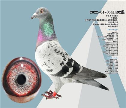 喬司.佛卡門血系