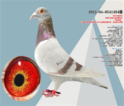 基特爾直孫X金利奧近親