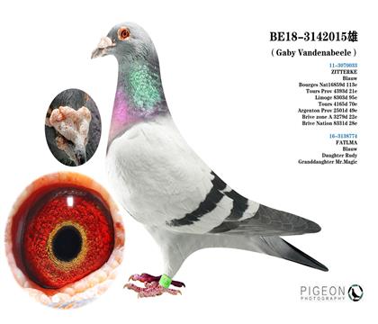 蓋比.凡得那比 魯?shù)蠈O代