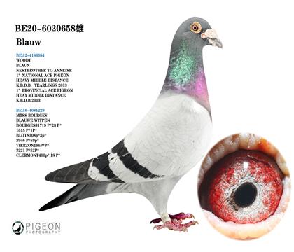 范希.兄弟X福雷迪