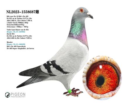 楊.歐瓦克 051晚生灰X楊歐瓦克483直孫代