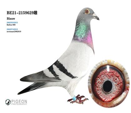 巴龍800直系 電腦戈馬力