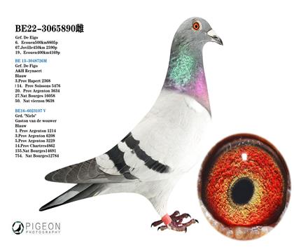 丙娜父女 “飛戈”直孫