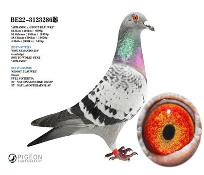 喬爾.佛斯豪特 阿曼多孫代