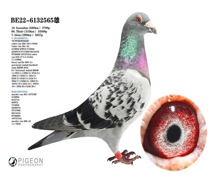 吉伯特直孫X蓋蘭托斯直女 利奧.赫爾曼斯原舍