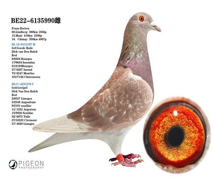 迪克.范登布克“好紅號”血系