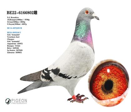 葛思頓.范德瓦爾 奶酪690后代