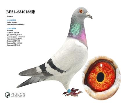 詹森血系 莫里斯.哈森林克斯原舍